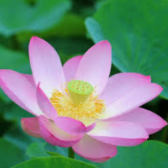 Meet your Posher - Picture 1 of 1